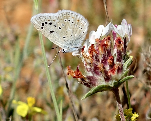 Mother-of-pearl blue